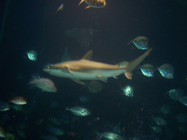 9557045366_e066cfb098_z