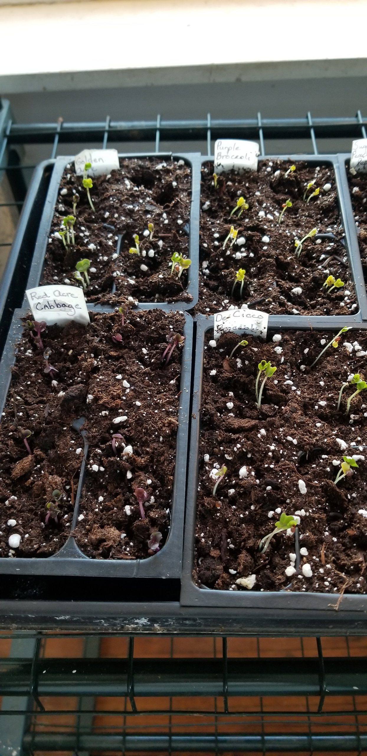 Seedlings and a&nbsp;Surprise!