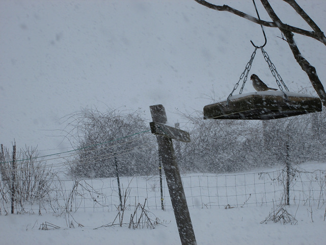 12503950715_73e317519c_z