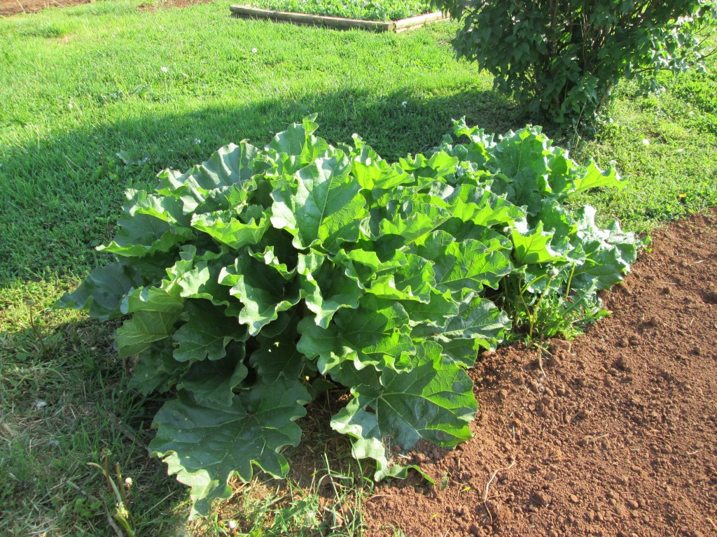 Strawberry Rhubarb Jam Strawberry Rhubarb Jam