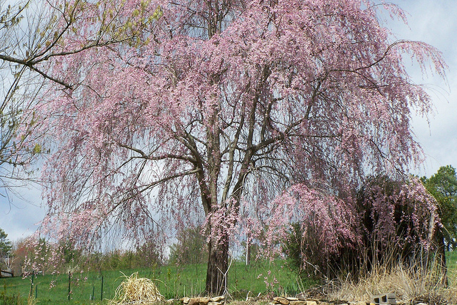 8657579609_060bdc1f73_z