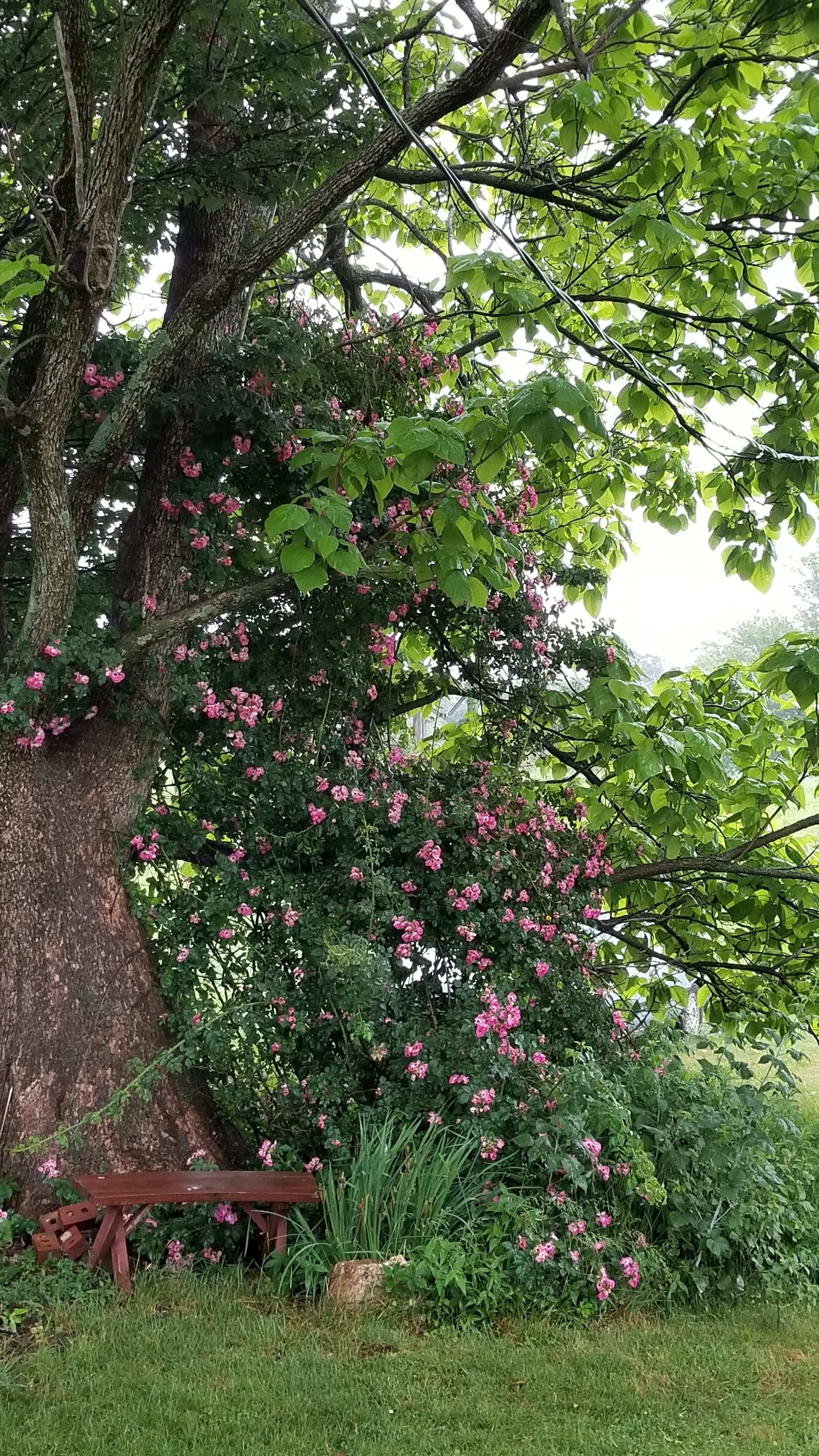 Rose Bush, Rain and Garden Update Rose Bush, Rain and Garden Update