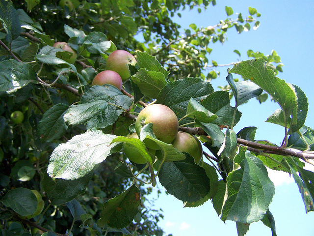 7435219666_fcf55a6d2f_z