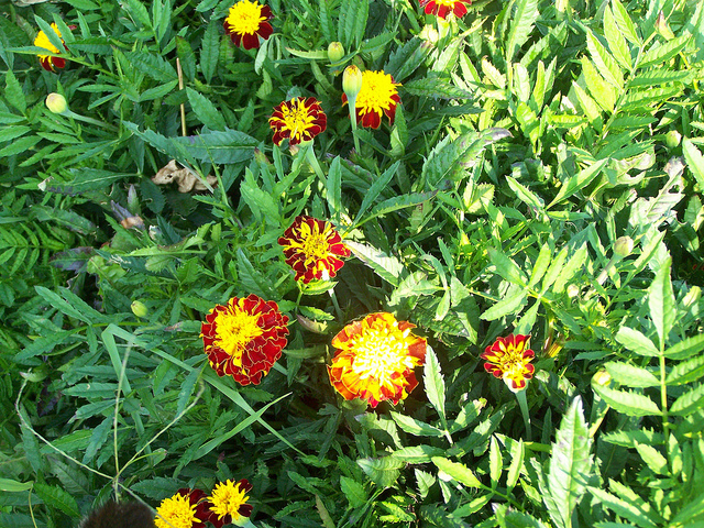 9608445182_88d56d169e_z