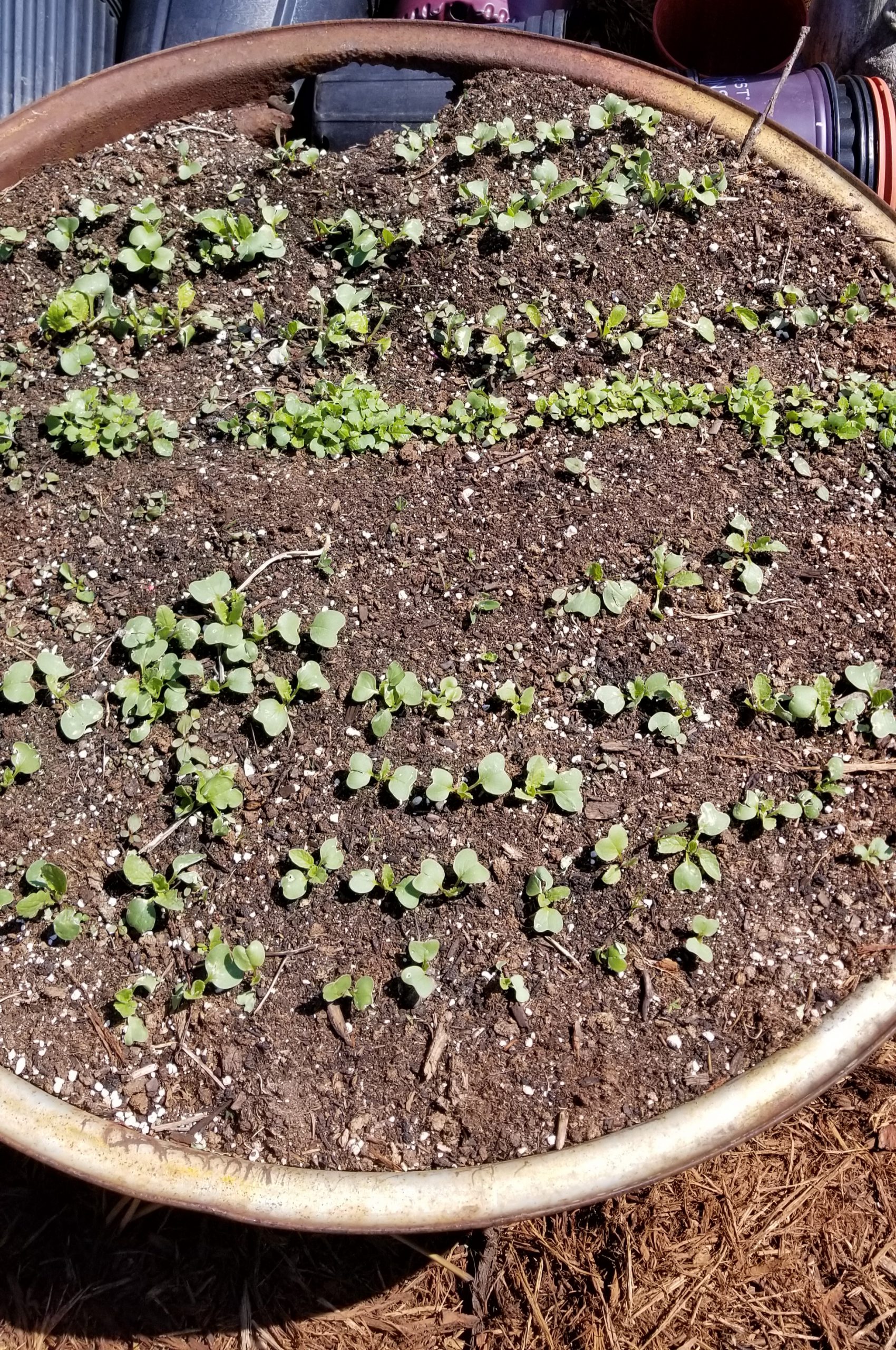 Garden Update Garden Update