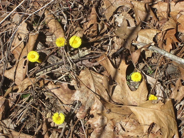 13426428833_b2baba4a1e_z