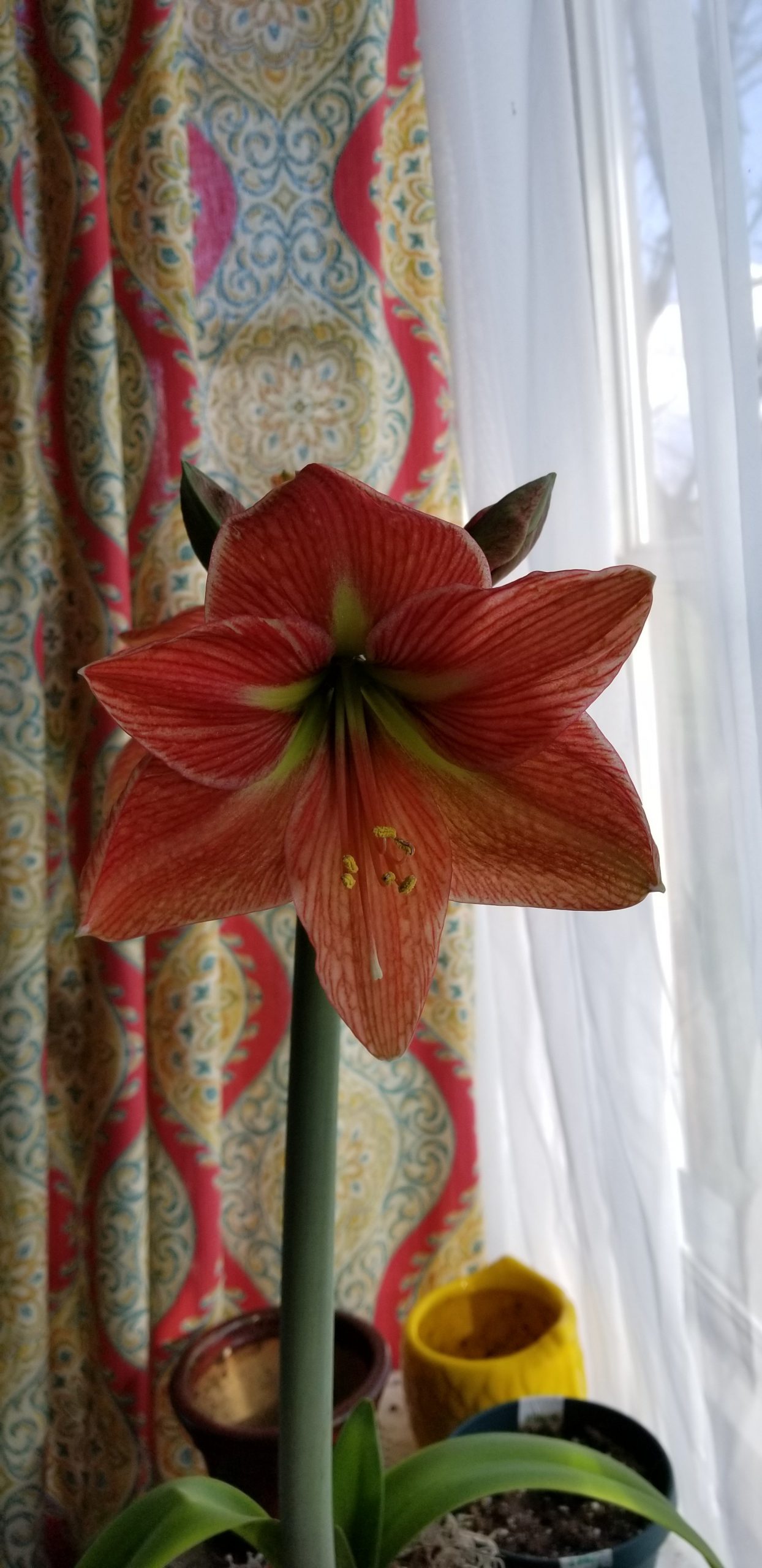 Happy Things Happy Things