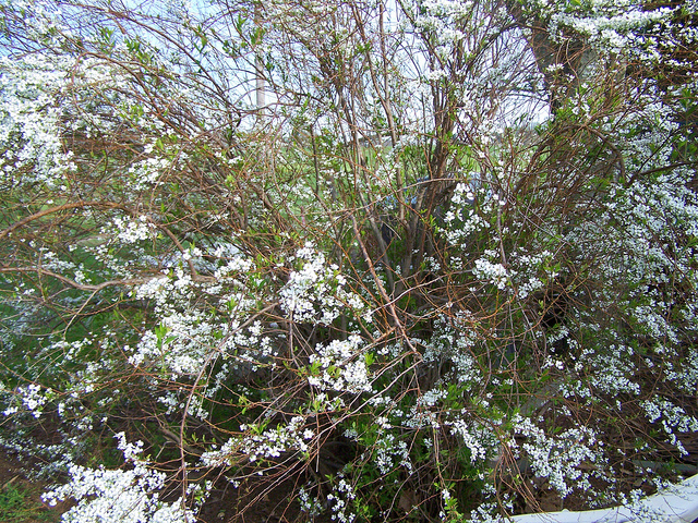 8676748994_eb8f0621b9_z