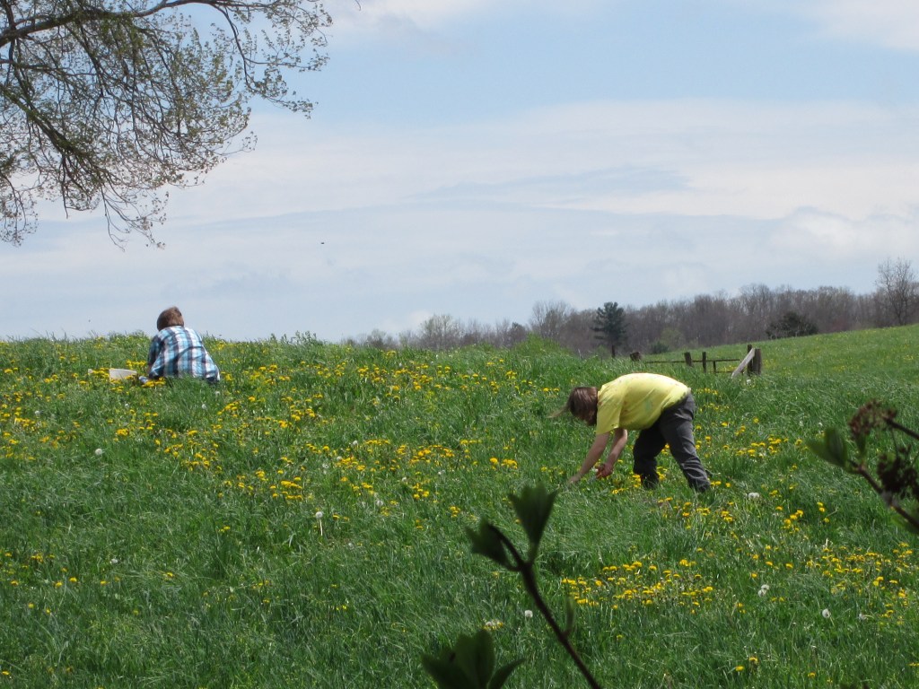 Dandelion Jelly Dandelion Jelly
