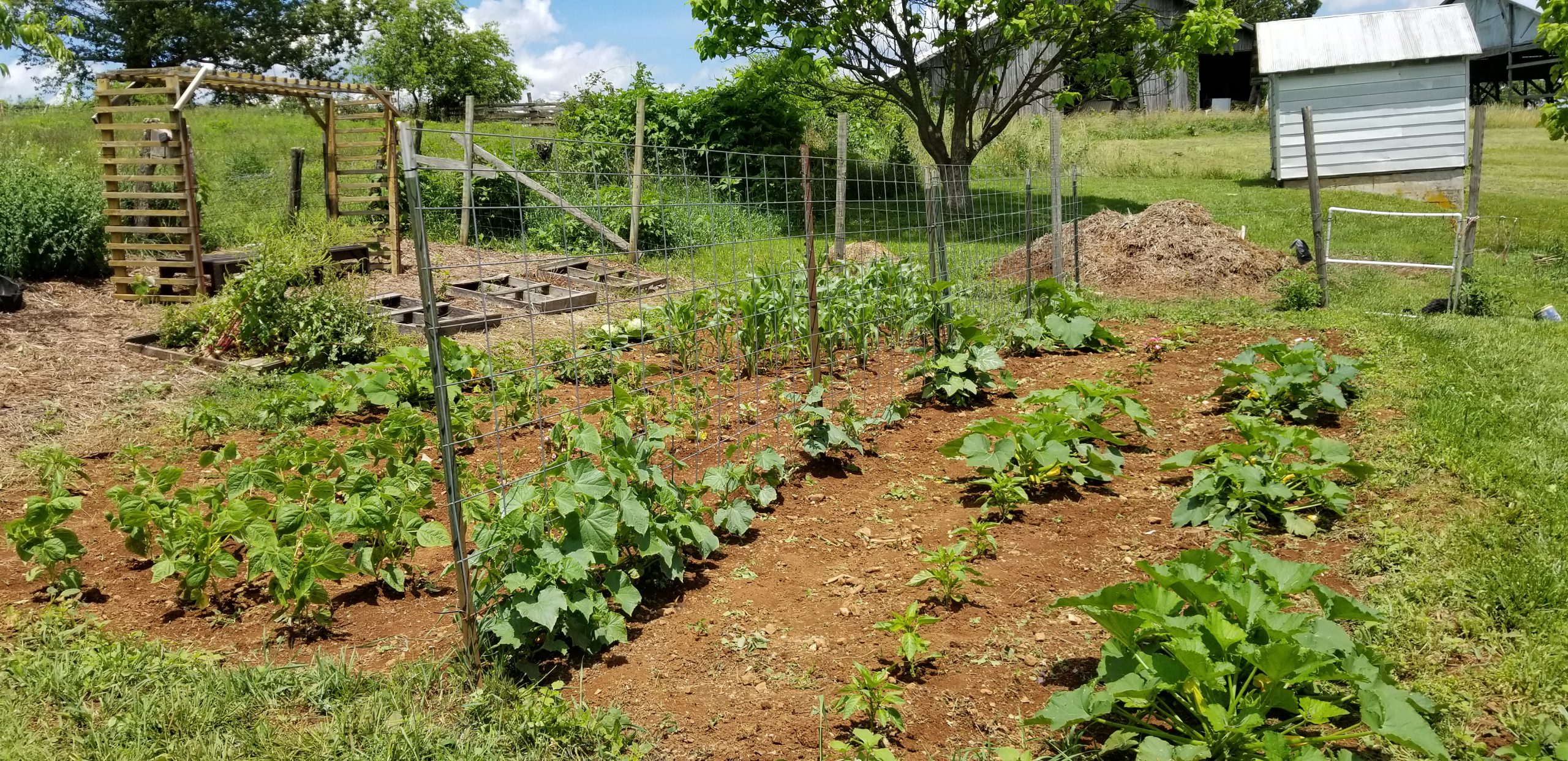 Garden Update