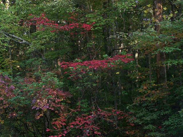 10124336585_6fd0535ed2_z