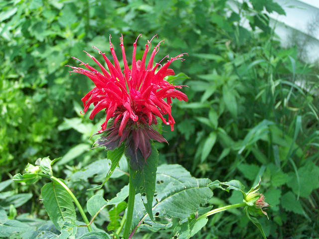 7426882980_c615cf9b3c_z