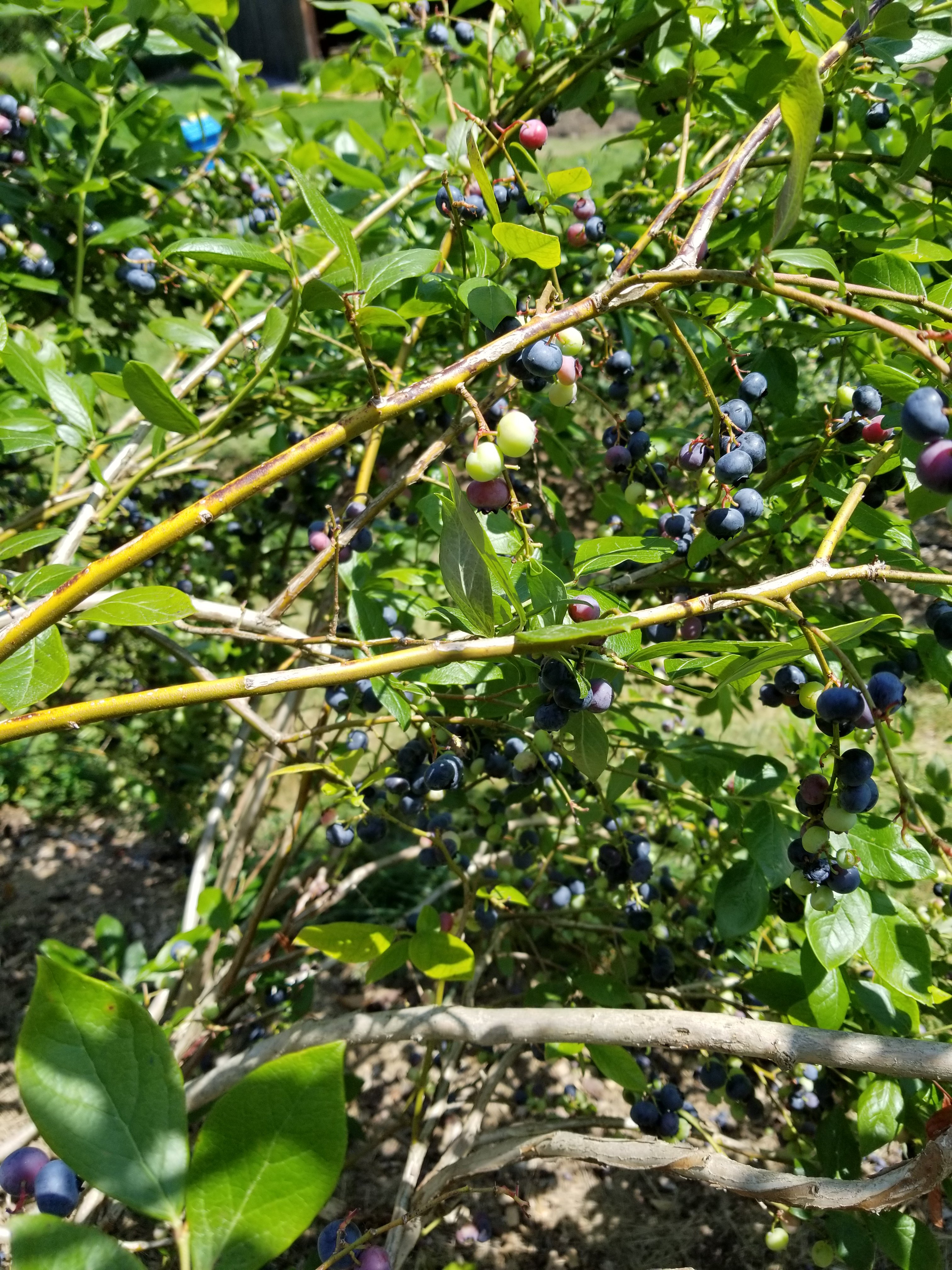 Blueberries Blueberries