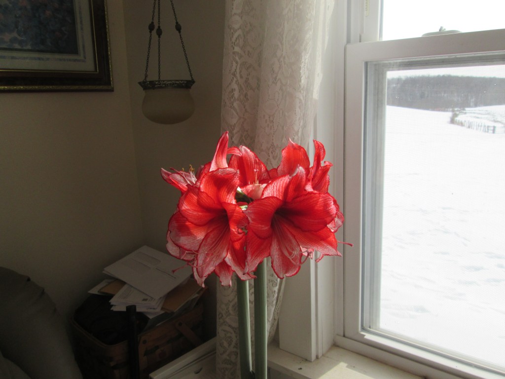 Amaryllis Amaryllis