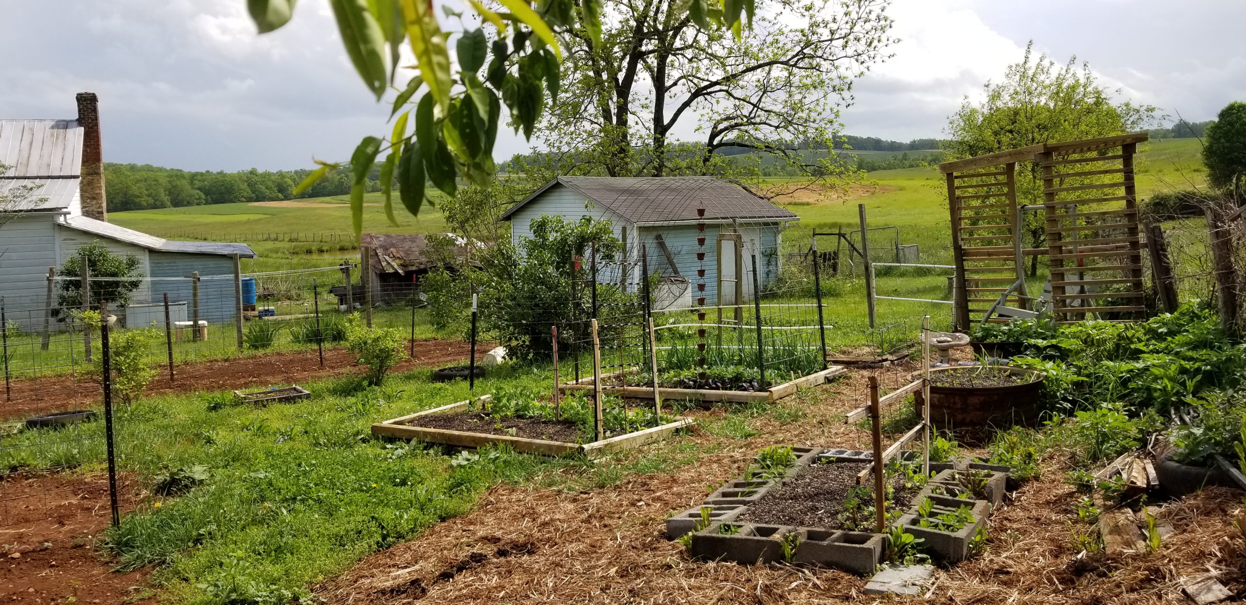 Garden Update
