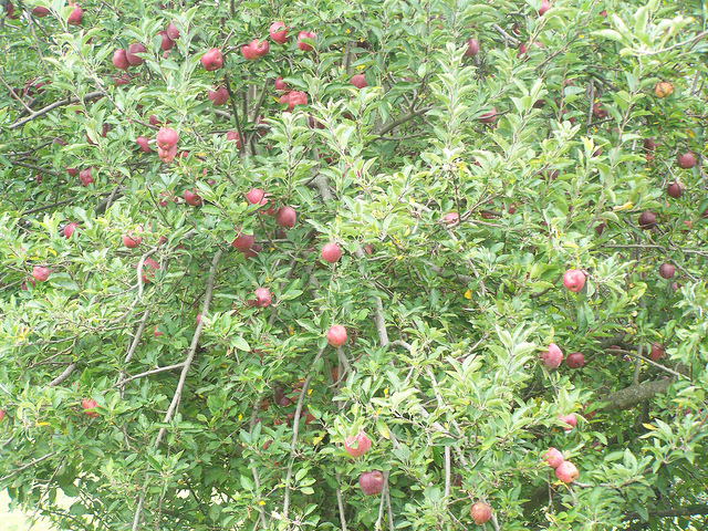 7938270788_1a86340e34_z