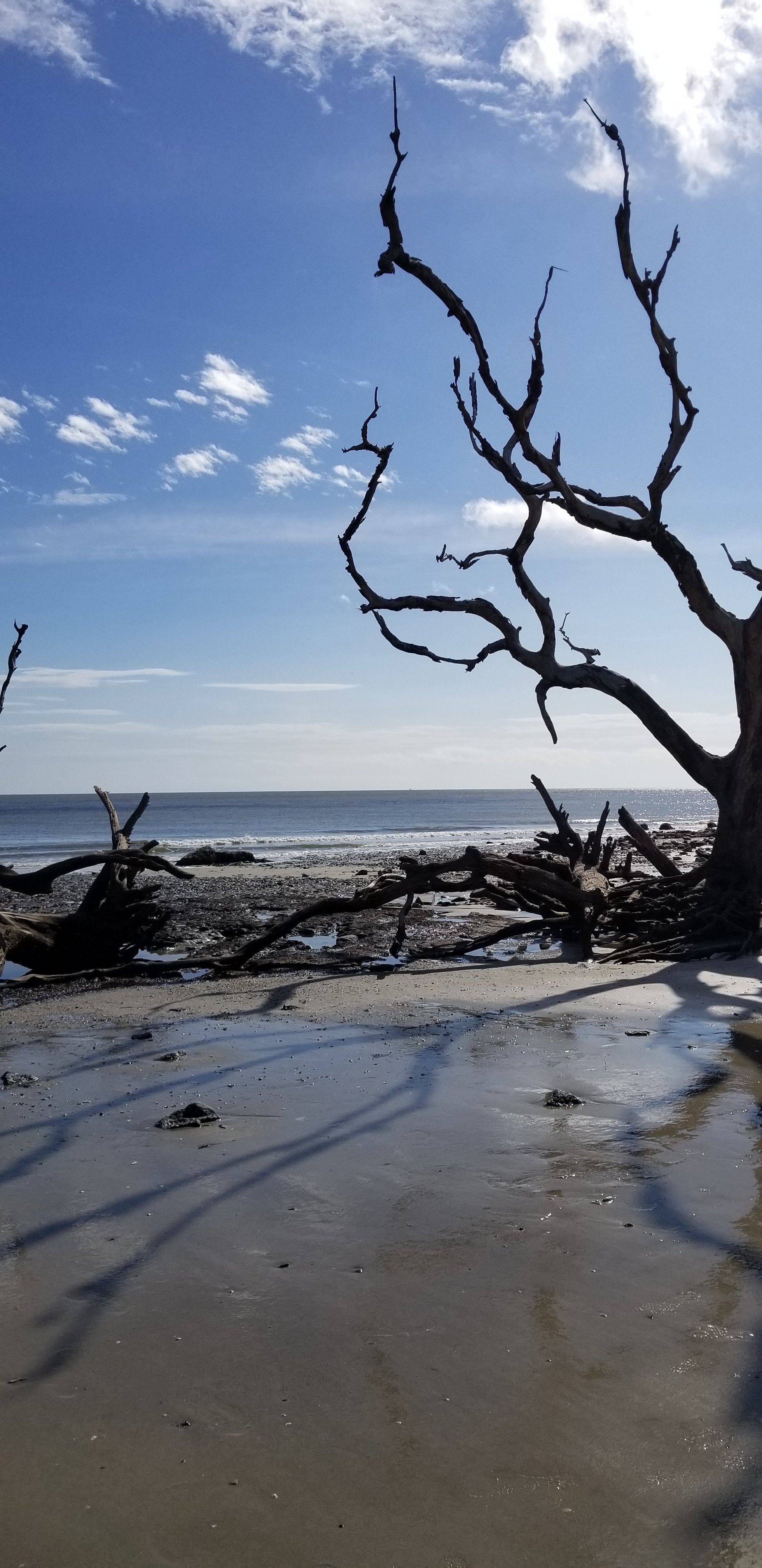 Driftwood Beach