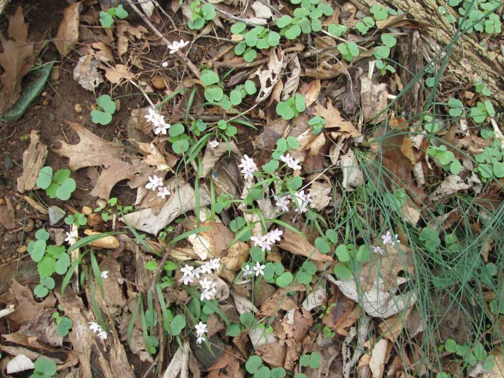 Spring is in the Air Spring is in the Air