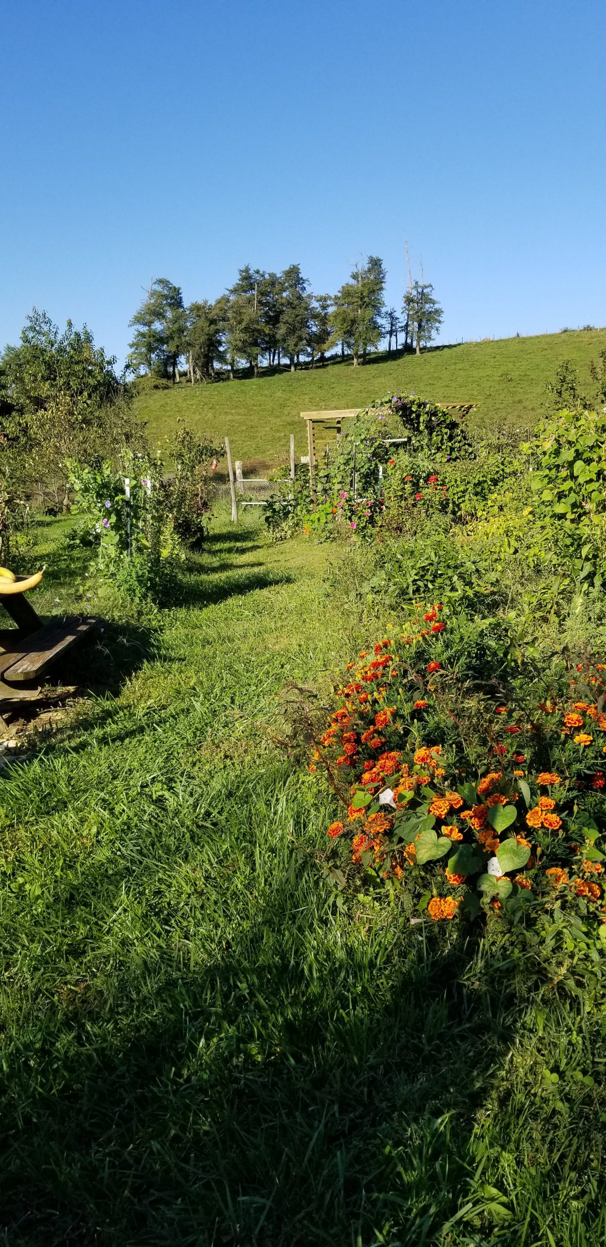 Garden and More
