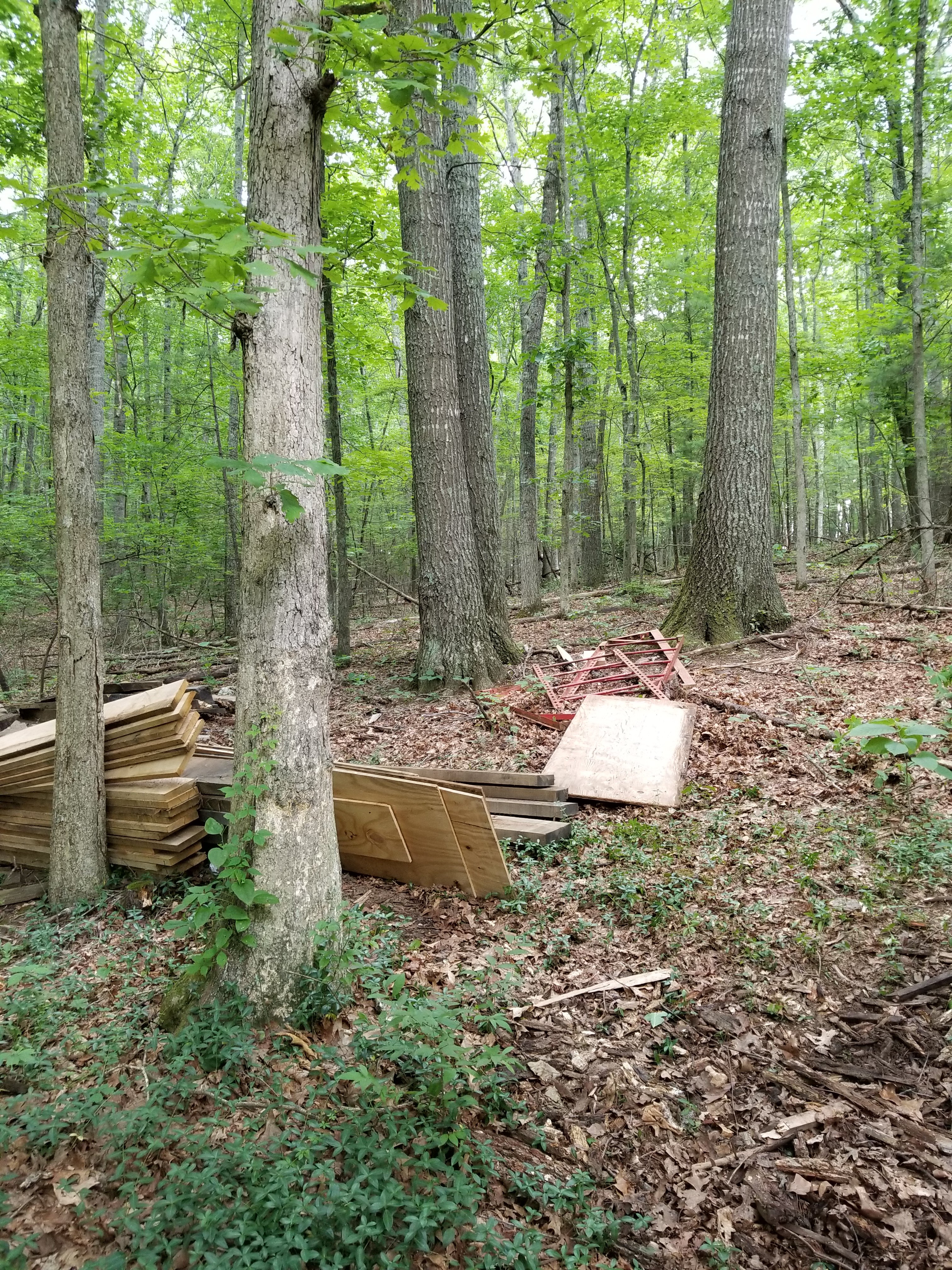 Tree House Tree House