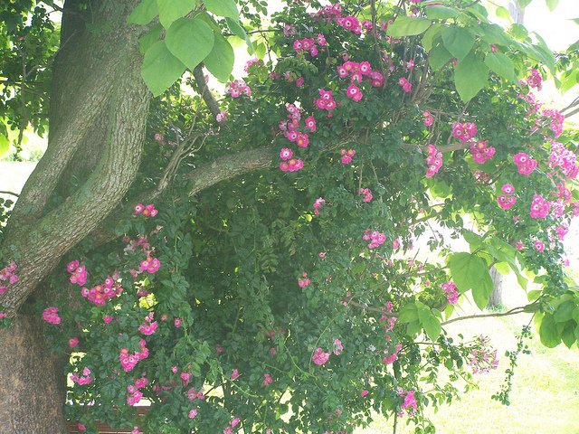 9083056547_efcf83cd6e_z