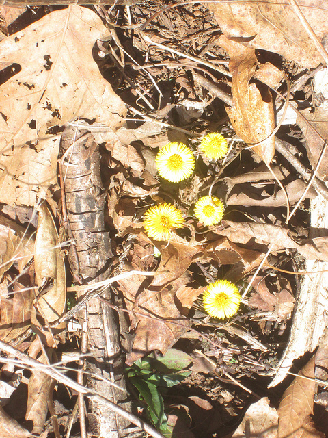 13426659844_7d96690ea8_z