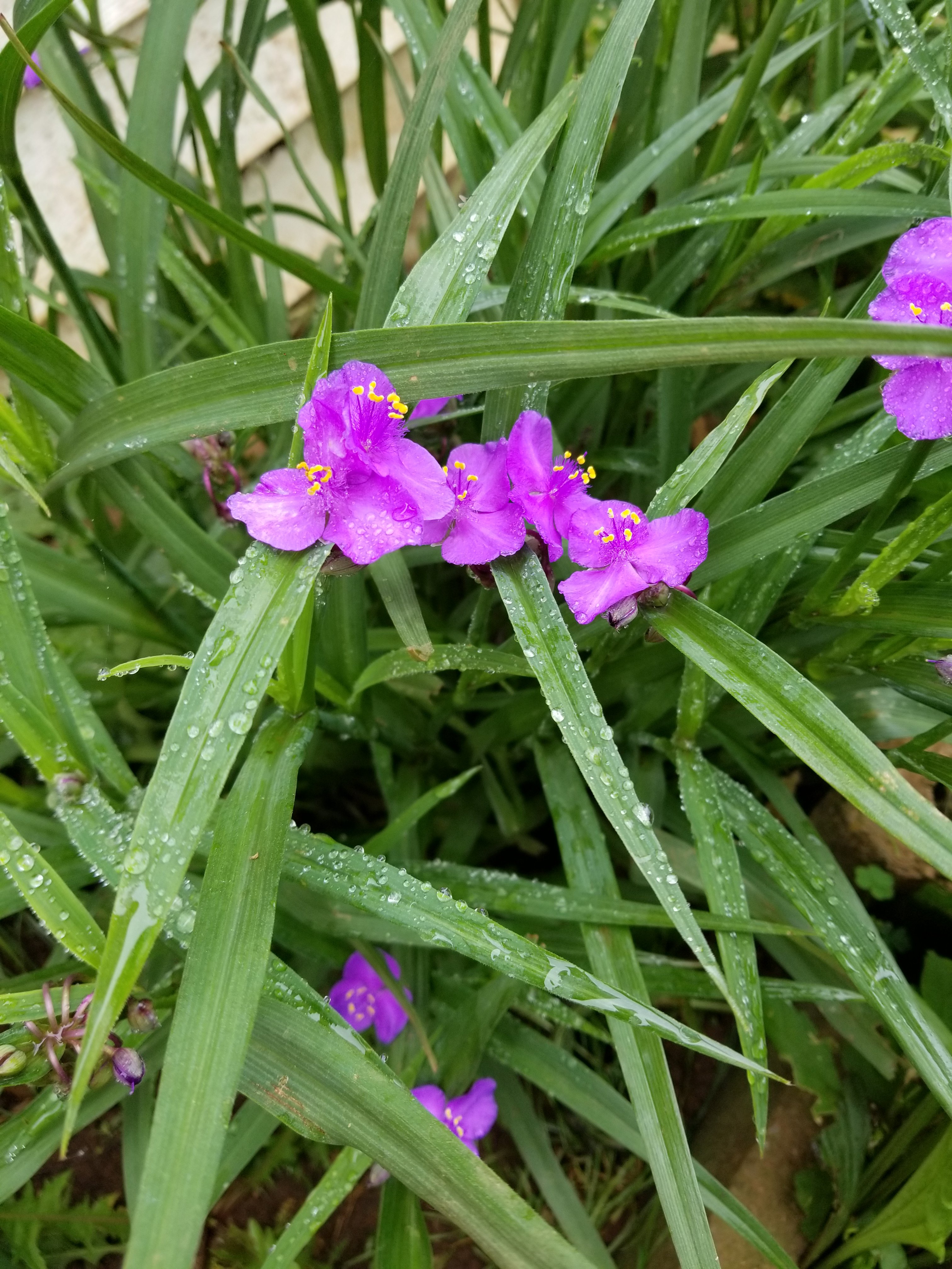 Good Morning Good Morning