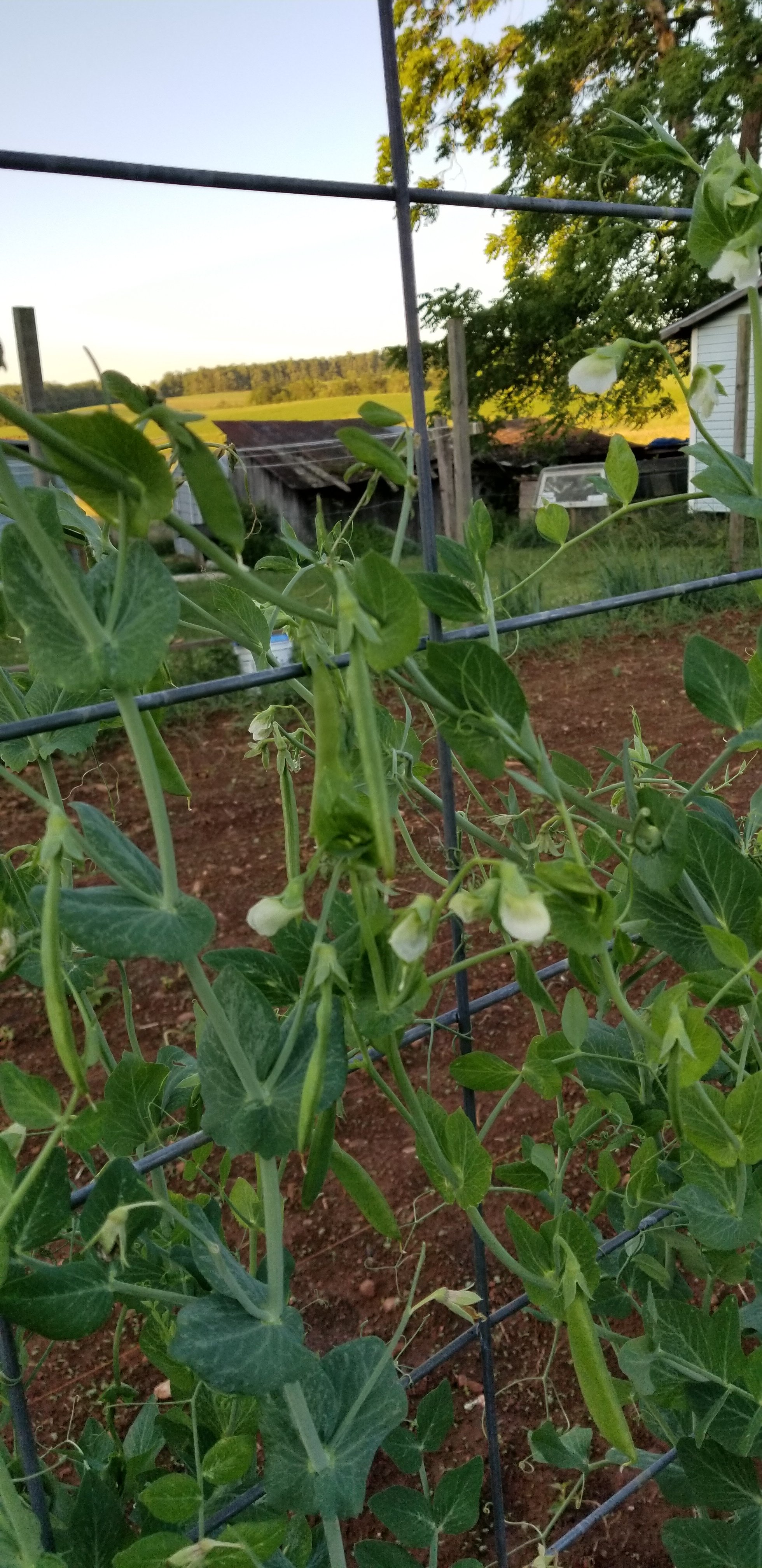 Garden and More Garden and More