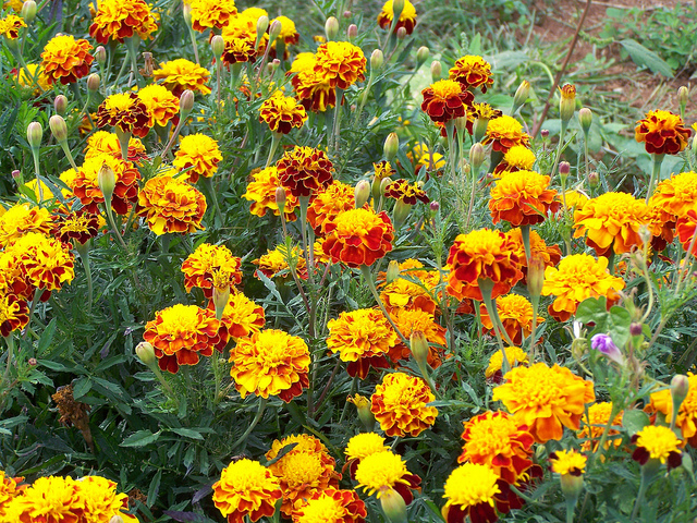 9835364565_a584c8b348_z