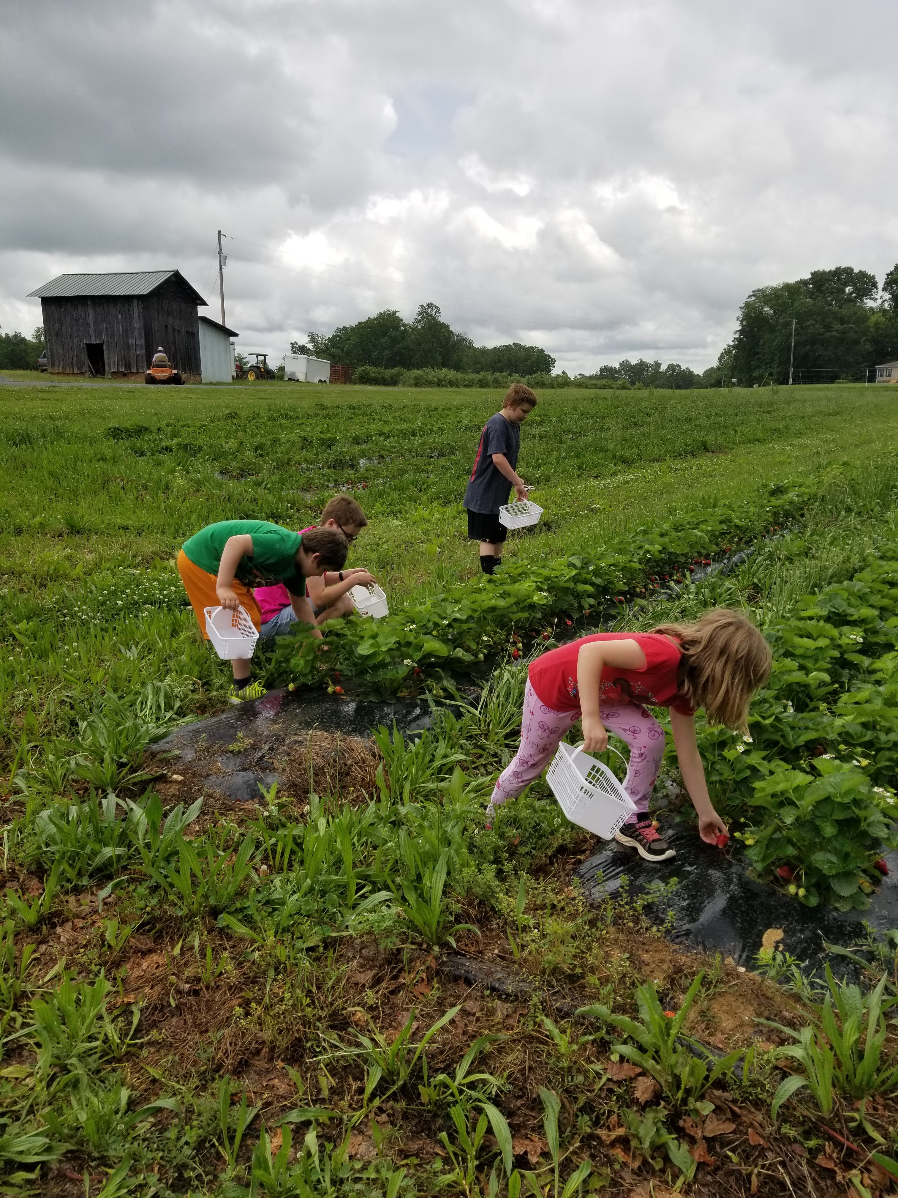 Strawberries and Much&nbsp;More