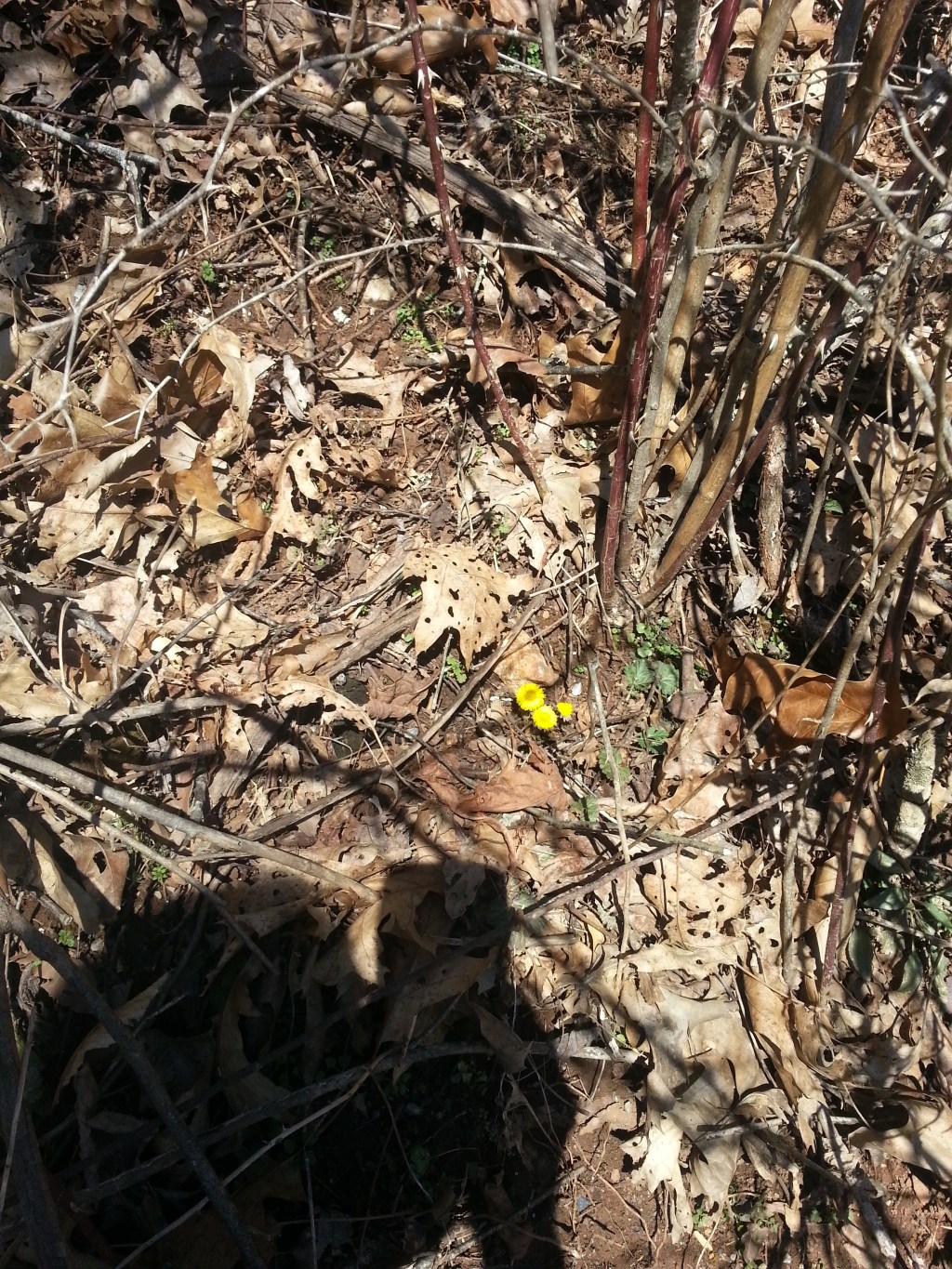 Colts Foot Colts Foot