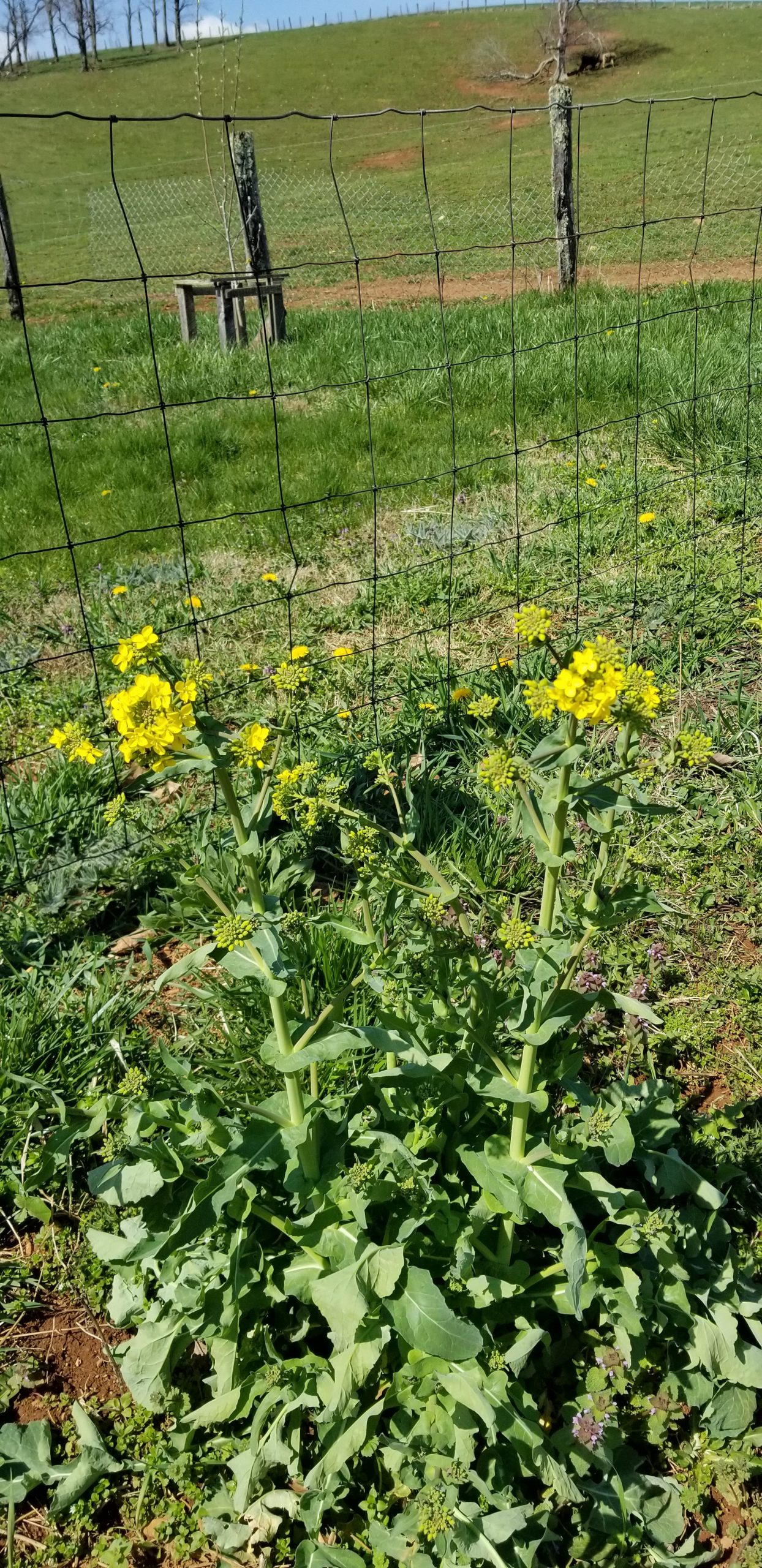 Spring Things Spring Things