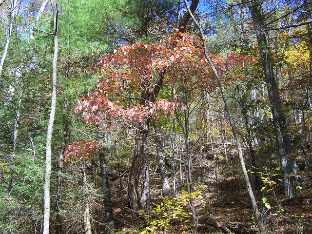 10593758305_8bfb02f36e_z