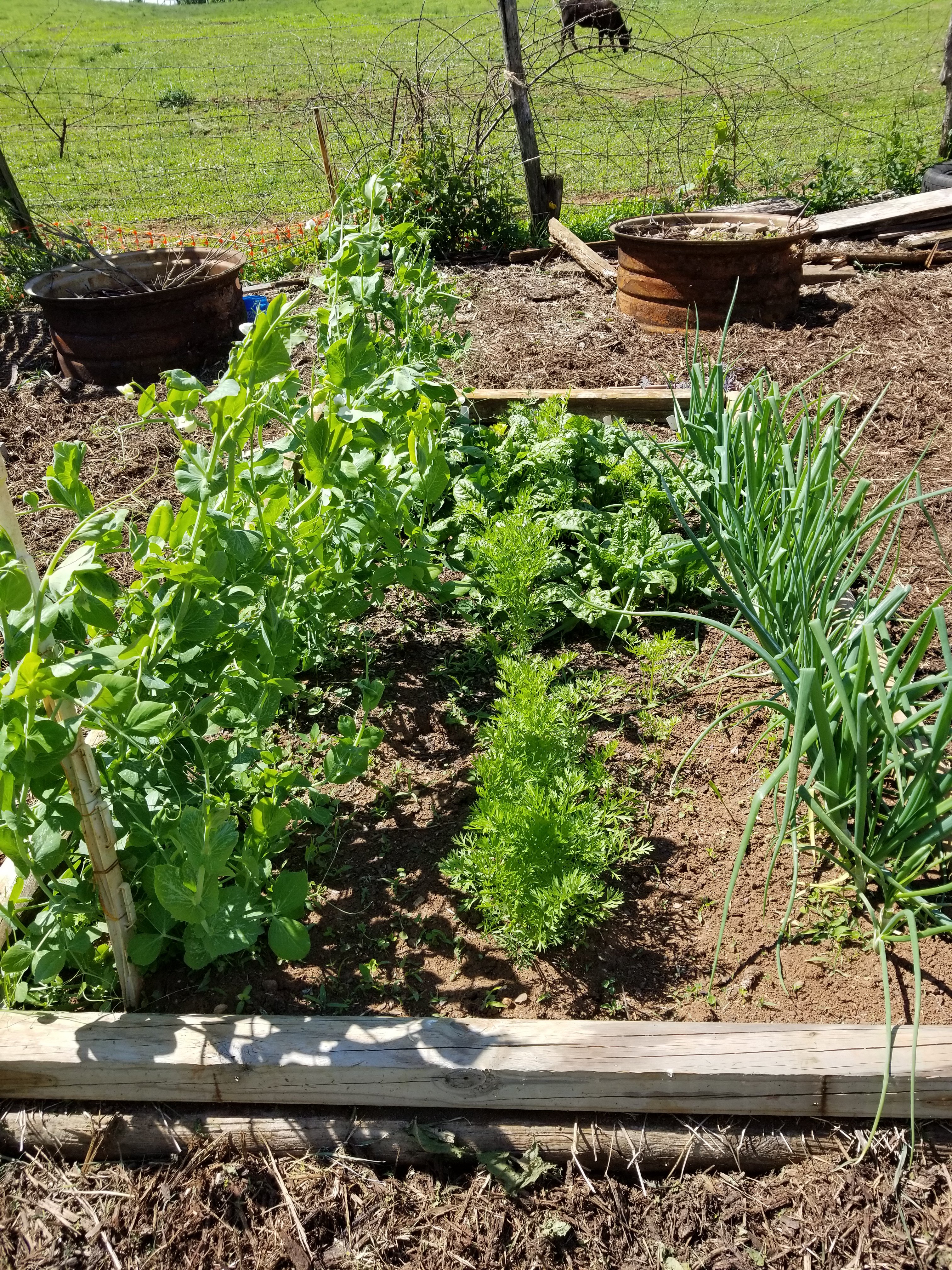 Garden Update Garden Update