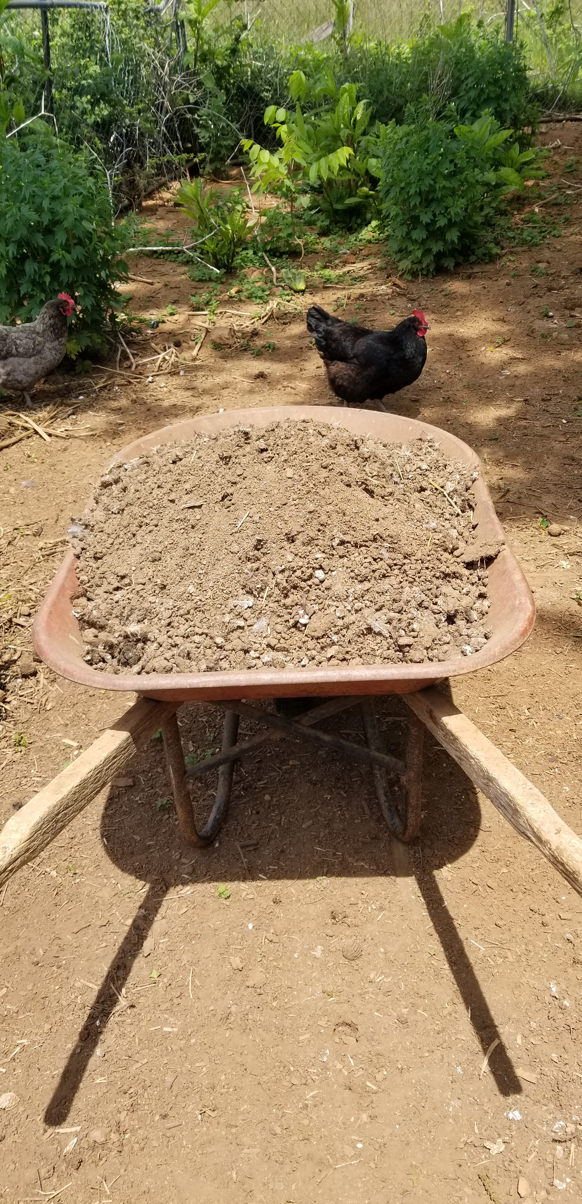 Chores and Zoo Trip Chores and Zoo Trip