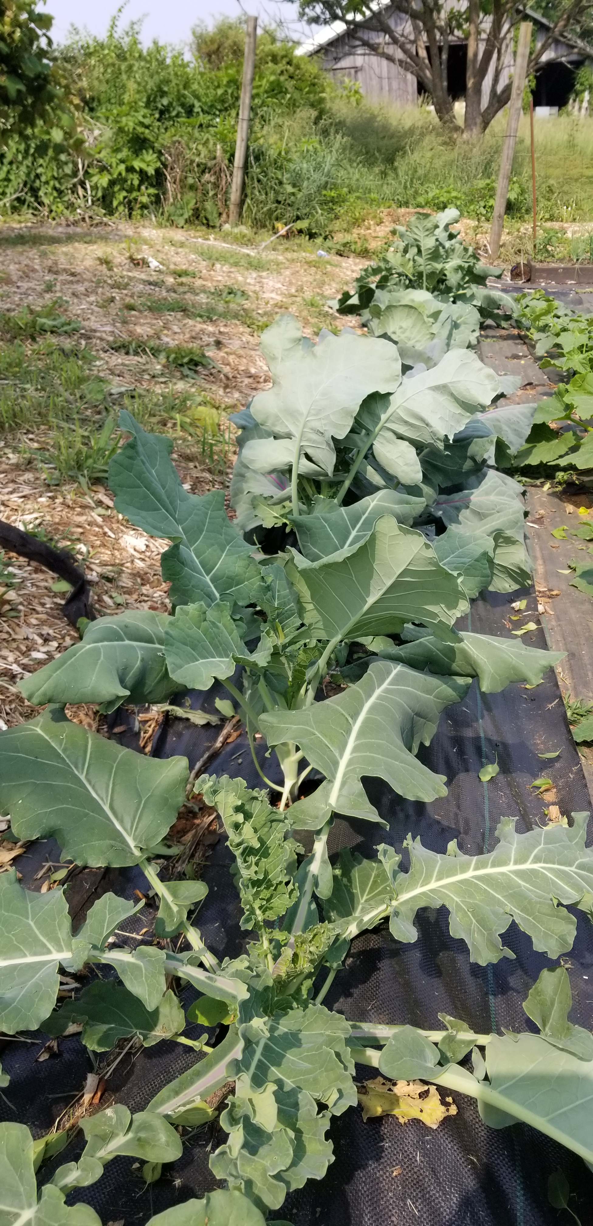 Garden Update Garden Update