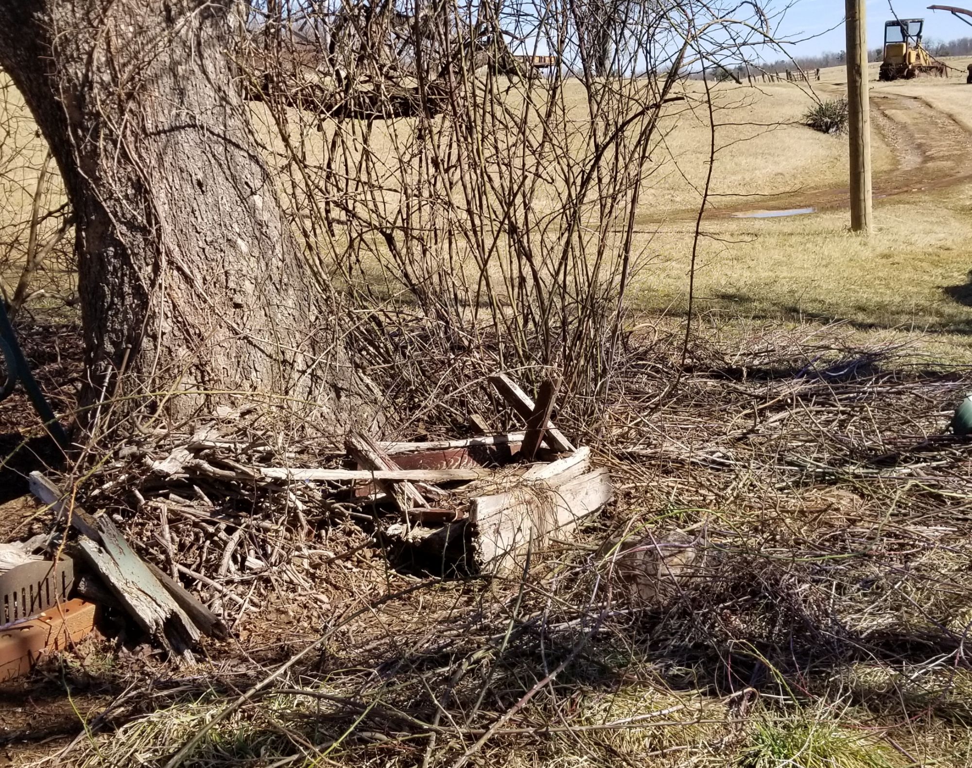 Cleaning Around the Rose&nbsp;Bush
