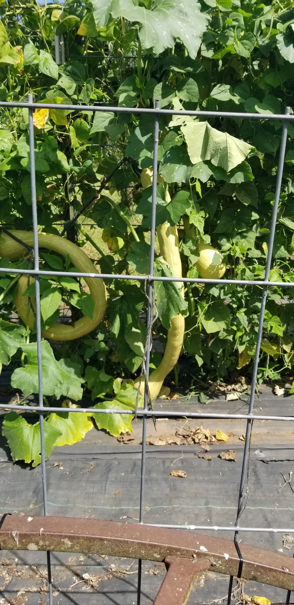 Rampicante Squash